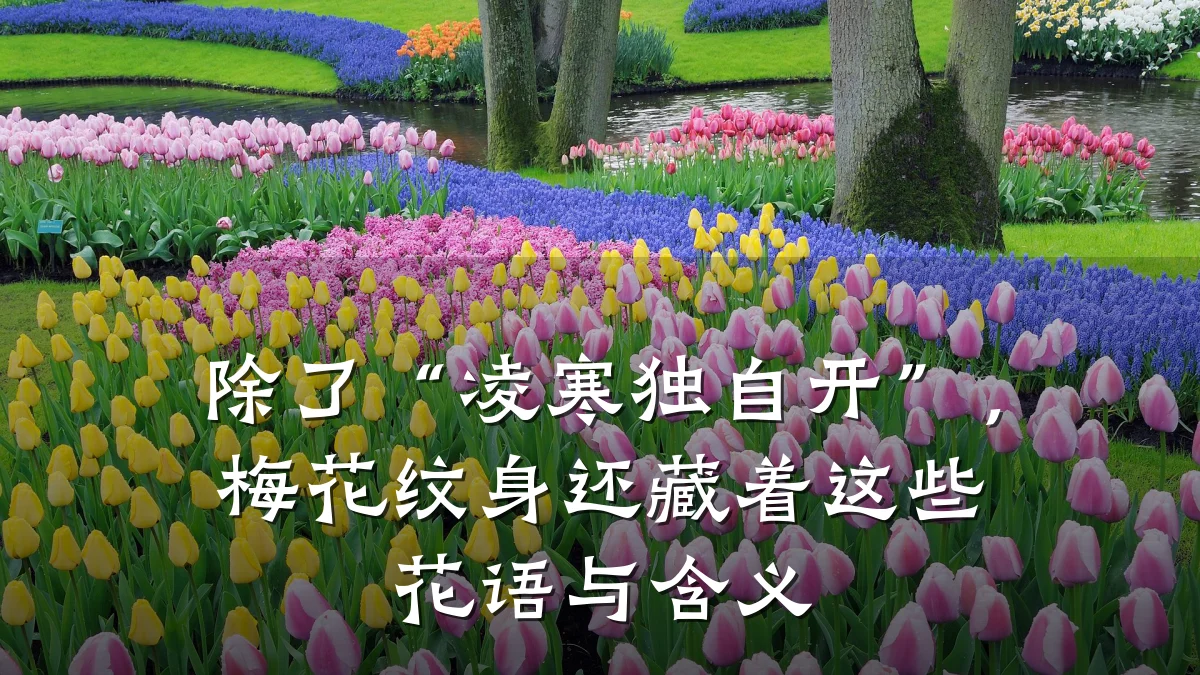 除了“凌寒独自开”，梅花纹身还藏着这些花语与含义