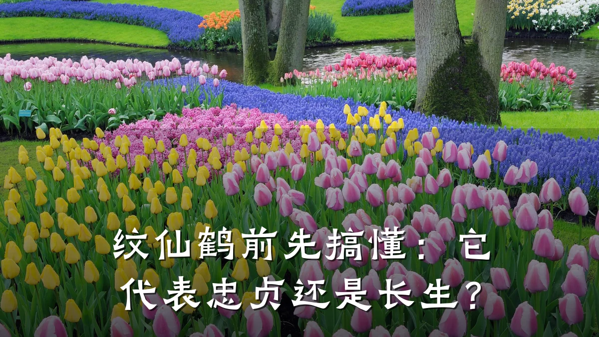 纹仙鹤前先搞懂：它代表忠贞还是长生？